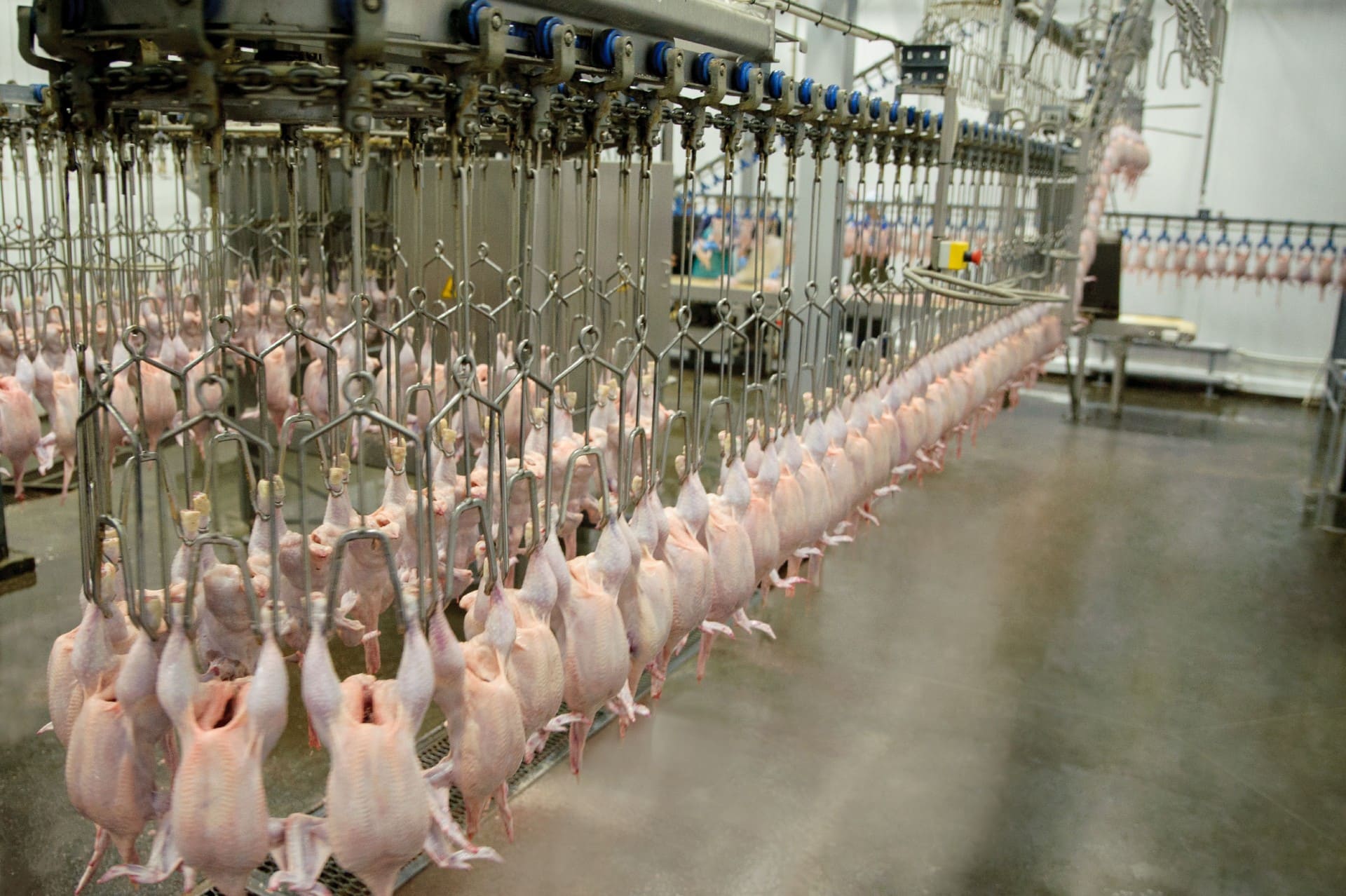 abattoirs meat